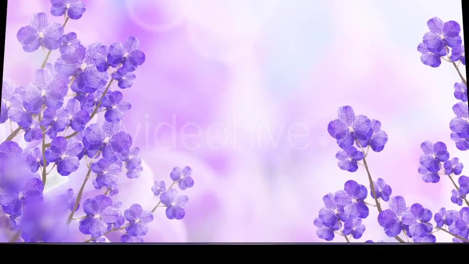 Purple Orchid Background Videohive 20134045 Motion Graphics Image 2