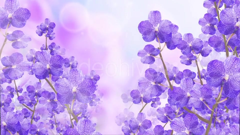 Purple Orchid Background Videohive 20134045 Motion Graphics Image 3