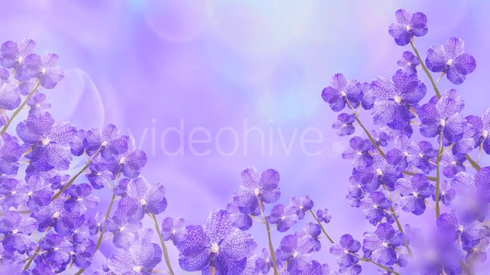 Purple Orchid Background Videohive 20134045 Motion Graphics Image 4