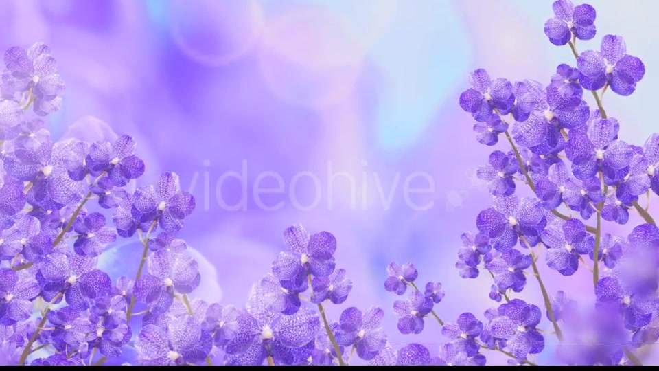 Purple Orchid Background Videohive 20134045 Motion Graphics Image 5