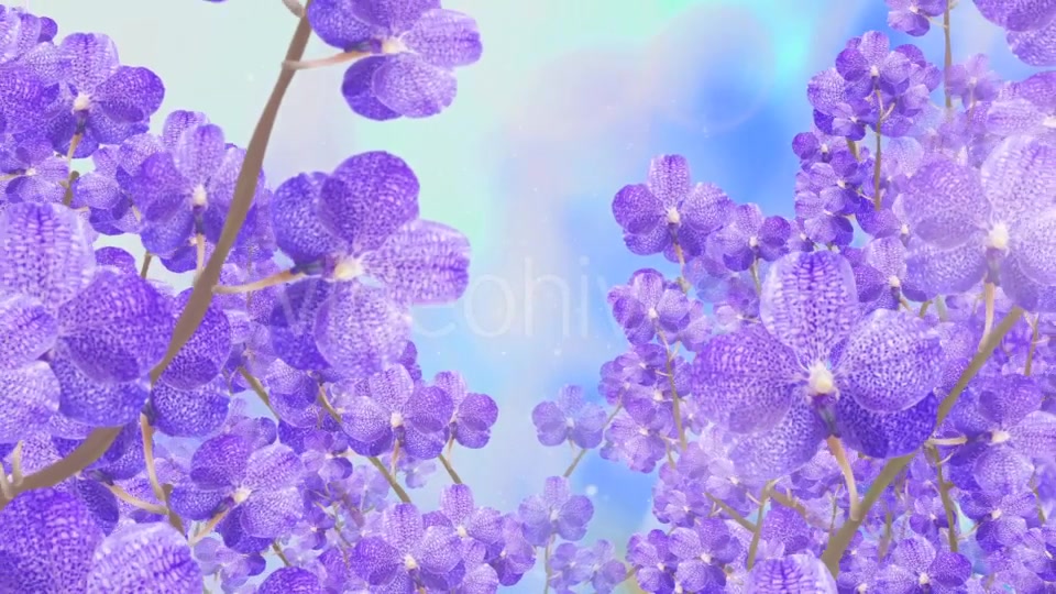 Purple Orchid Background Videohive 20134045 Motion Graphics Image 6