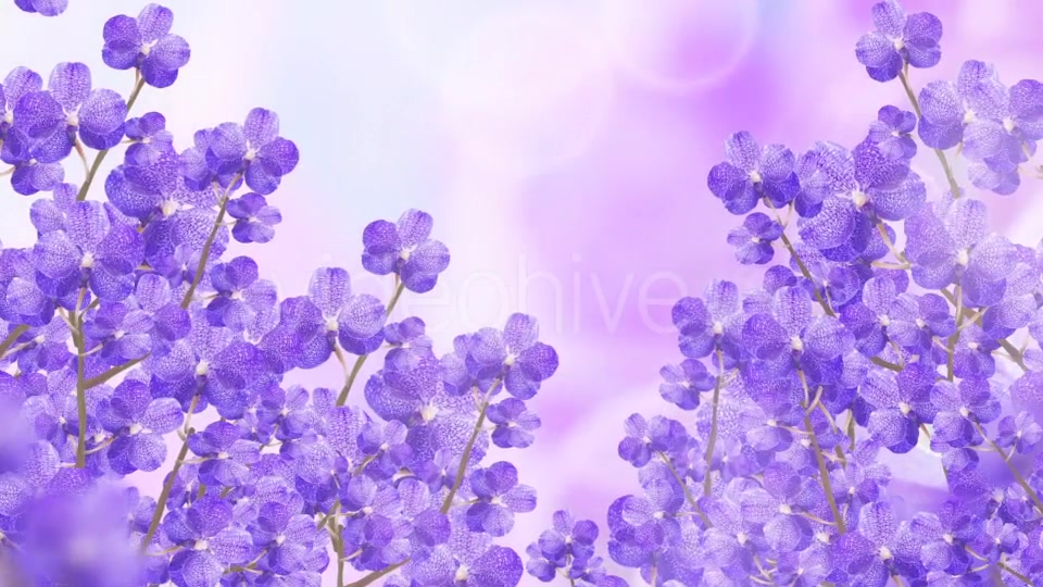 Purple Orchid Background Videohive 20134045 Motion Graphics Image 7