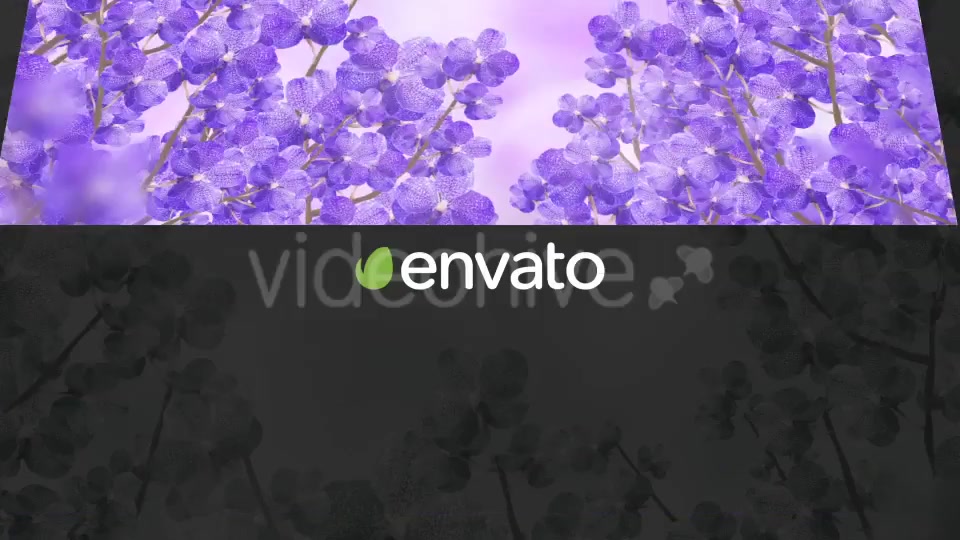 Purple Orchid Background Videohive 20134045 Motion Graphics Image 8