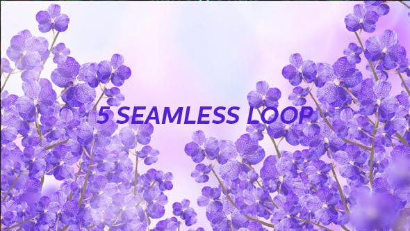 Purple Orchid Background - Videohive Download 20134045