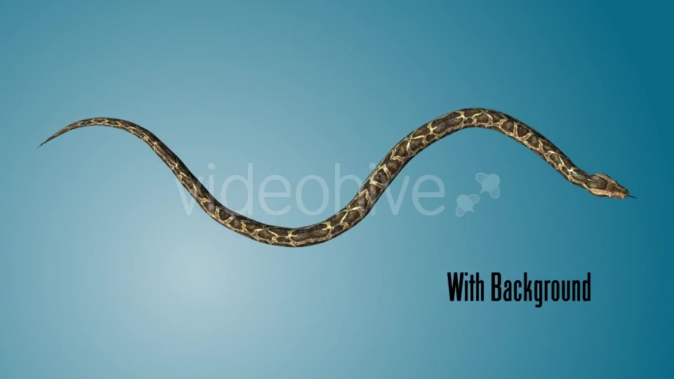 Python 03 Videohive 19256009 Motion Graphics Image 3