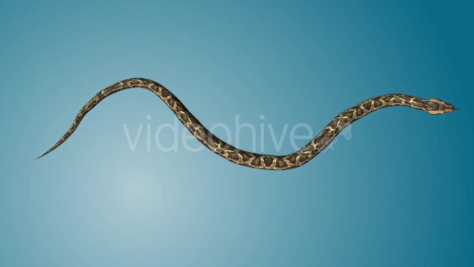 Python 03 Videohive 19256009 Motion Graphics Image 4