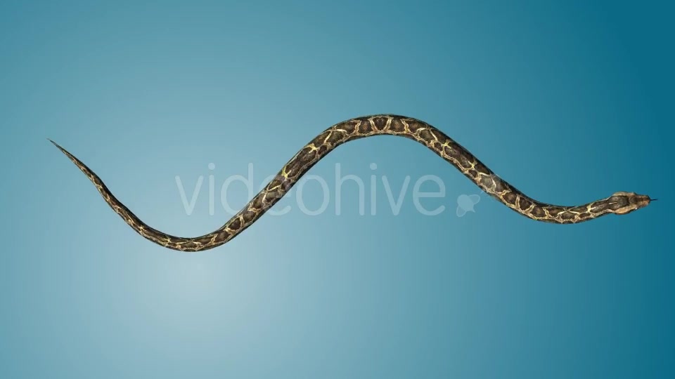 Python 03 Videohive 19256009 Motion Graphics Image 6