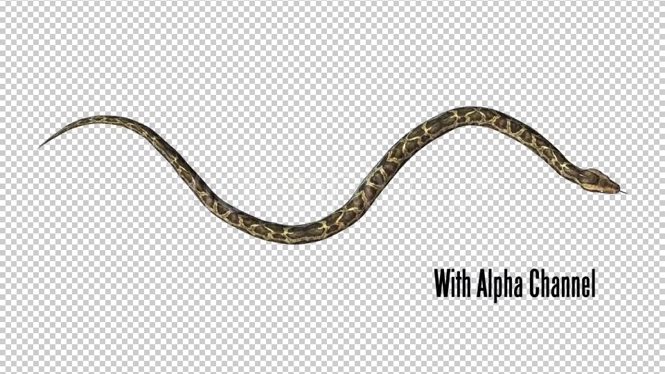 Python 03 Videohive 19256009 Motion Graphics Image 7