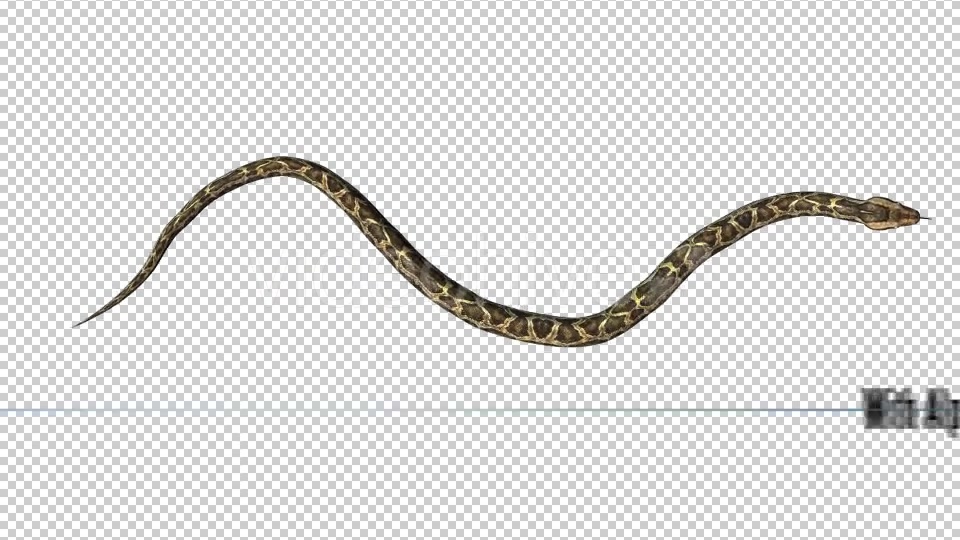 Python 03 Videohive 19256009 Motion Graphics Image 8