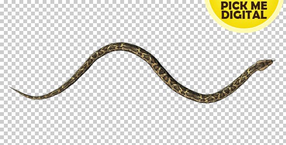 Python 03 - Videohive Download 19256009