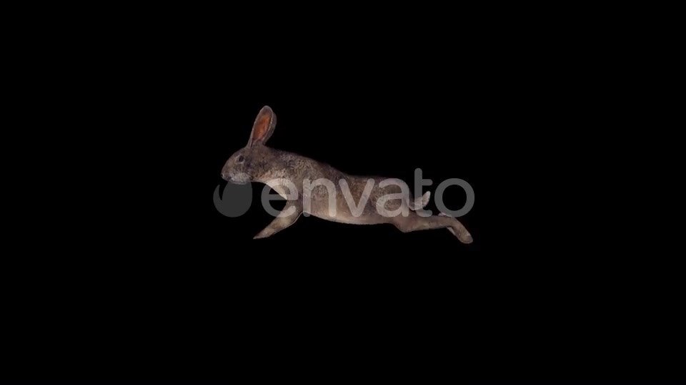 Rabbit Run Videohive 22812634 Motion Graphics Image 3