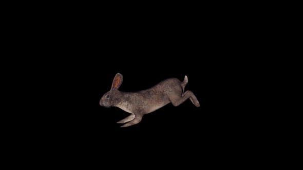 Rabbit Run - Videohive Download 22812634