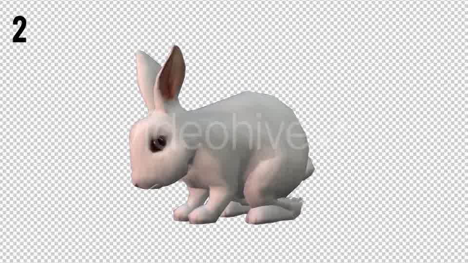 Rabbits Looped 2 Videohive 20704454 Motion Graphics Image 10