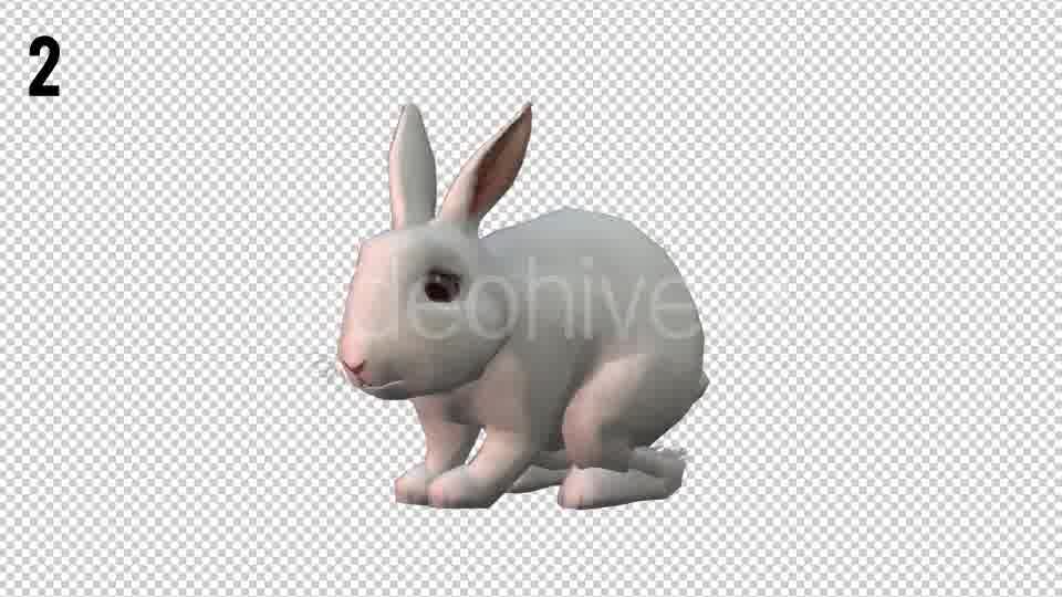 Rabbits Looped 2 Videohive 20704454 Motion Graphics Image 11