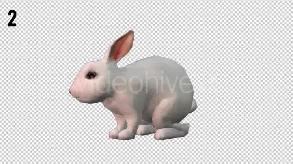 Rabbits Looped 2 Videohive 20704454 Motion Graphics Image 12