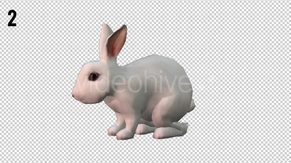 Rabbits Looped 2 Videohive 20704454 Motion Graphics Image 8