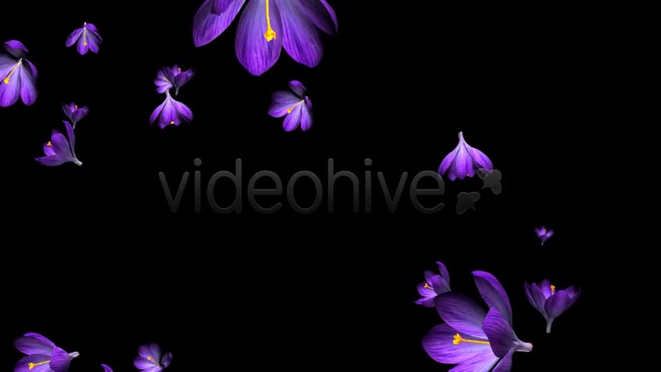 Rain of Flowers Blue Crocus Pack of 2 Videohive 6640839 Motion Graphics Image 1