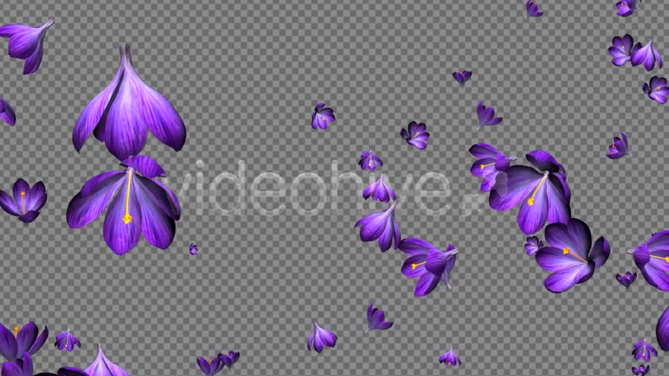 Rain of Flowers Blue Crocus Pack of 2 Videohive 6640839 Motion Graphics Image 10