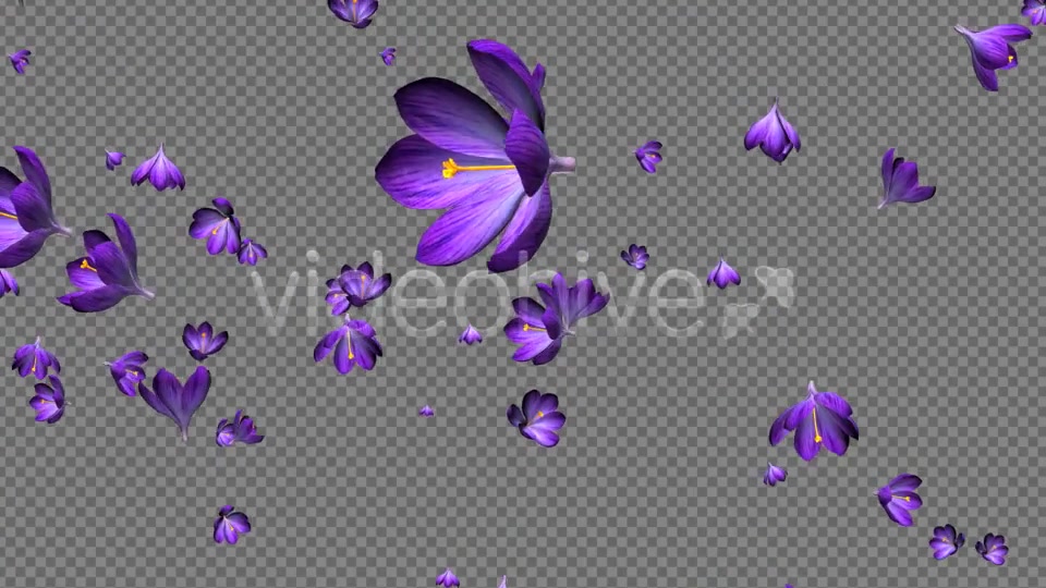 Rain of Flowers Blue Crocus Pack of 2 Videohive 6640839 Motion Graphics Image 11