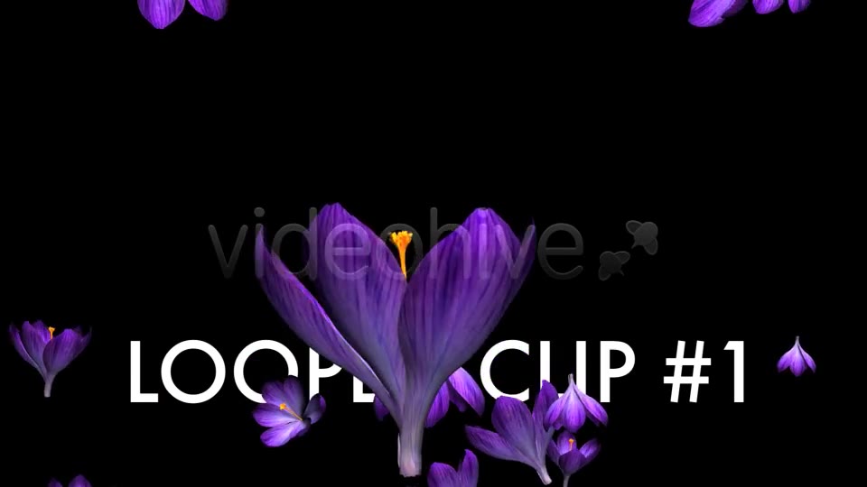 Rain of Flowers Blue Crocus Pack of 2 Videohive 6640839 Motion Graphics Image 2