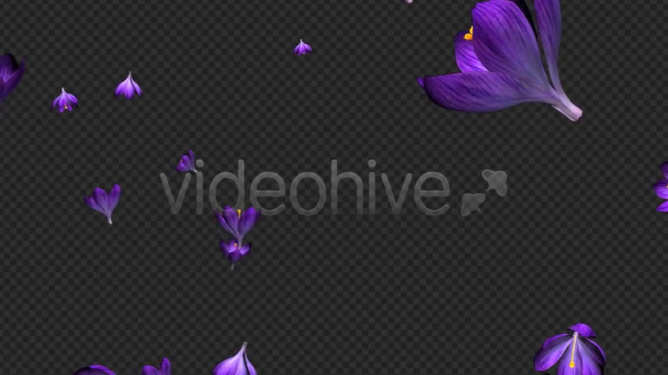 Rain of Flowers Blue Crocus Pack of 2 Videohive 6640839 Motion Graphics Image 3