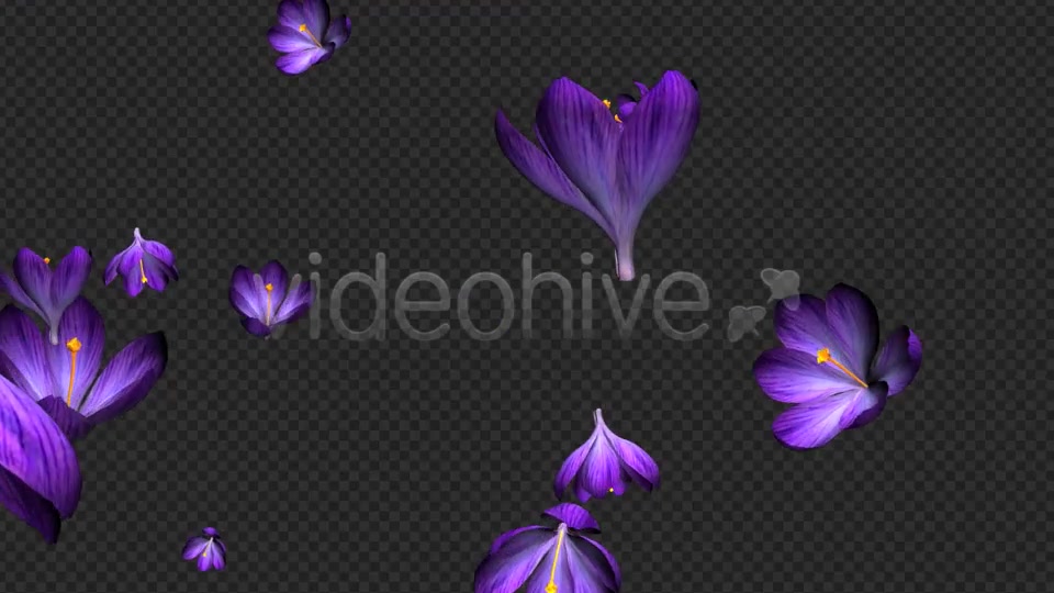 Rain of Flowers Blue Crocus Pack of 2 Videohive 6640839 Motion Graphics Image 4