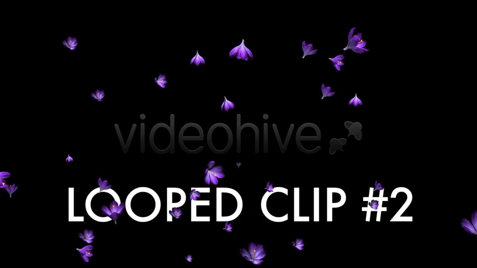 Rain of Flowers Blue Crocus Pack of 2 Videohive 6640839 Motion Graphics Image 5