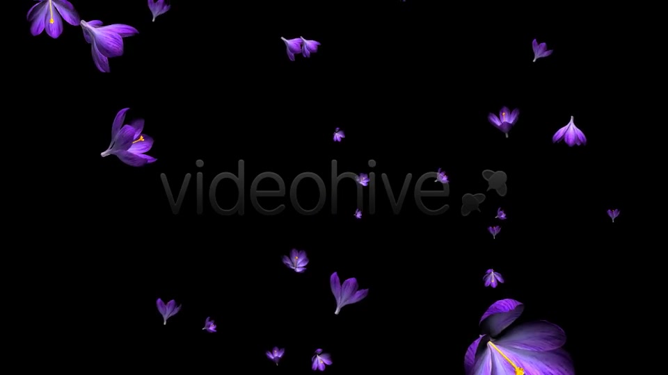 Rain of Flowers Blue Crocus Pack of 2 Videohive 6640839 Motion Graphics Image 6