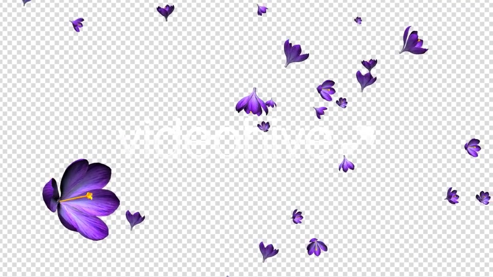 Rain of Flowers Blue Crocus Pack of 2 Videohive 6640839 Motion Graphics Image 7