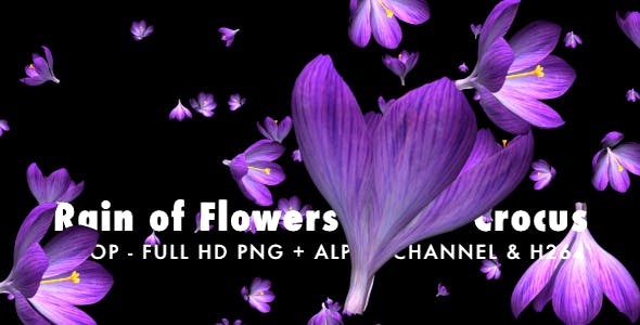 Rain of Flowers Blue Crocus Pack of 2 - Download 6640839 Videohive