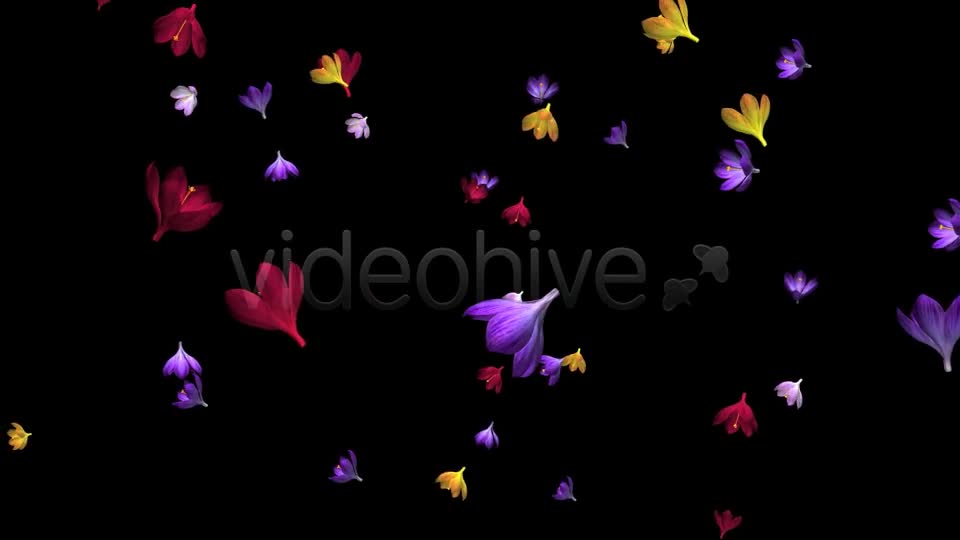 Rain of Flowers Multicolored Crocus Videohive 6606288 Motion Graphics Image 1