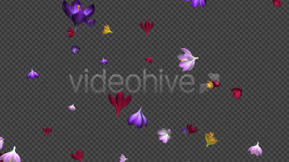 Rain of Flowers Multicolored Crocus Videohive 6606288 Motion Graphics Image 10