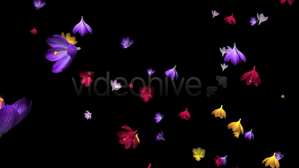 Rain of Flowers Multicolored Crocus Videohive 6606288 Motion Graphics Image 2