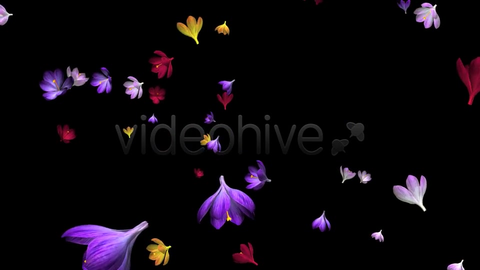Rain of Flowers Multicolored Crocus Videohive 6606288 Motion Graphics Image 3