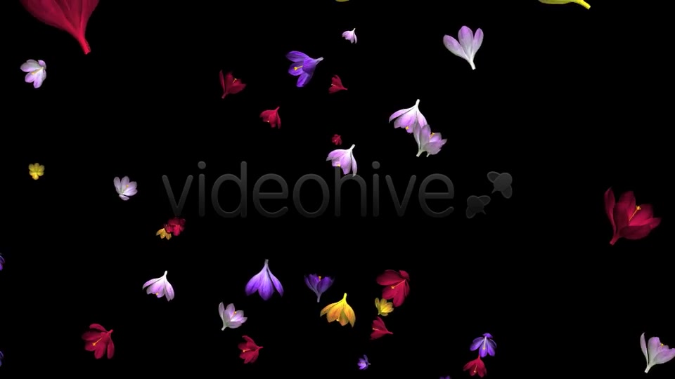 Rain of Flowers Multicolored Crocus Videohive 6606288 Motion Graphics Image 4