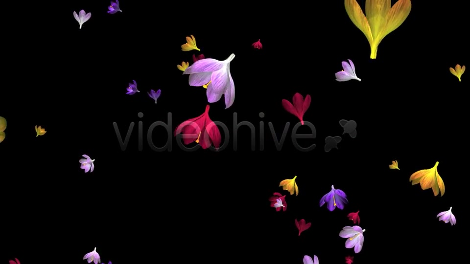 Rain of Flowers Multicolored Crocus Videohive 6606288 Motion Graphics Image 5
