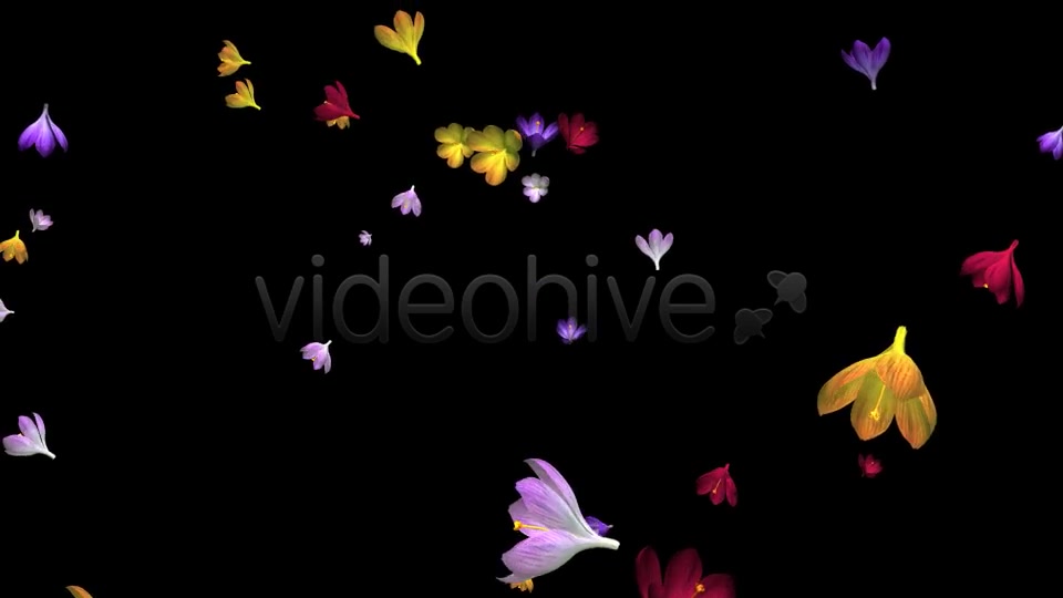 Rain of Flowers Multicolored Crocus Videohive 6606288 Motion Graphics Image 6