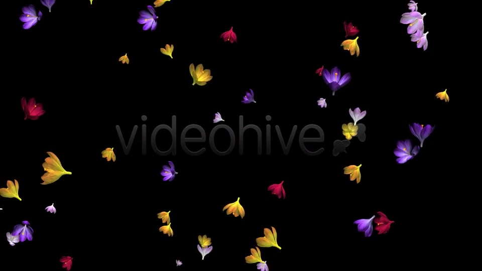 Rain of Flowers Multicolored Crocus Videohive 6606288 Motion Graphics Image 7