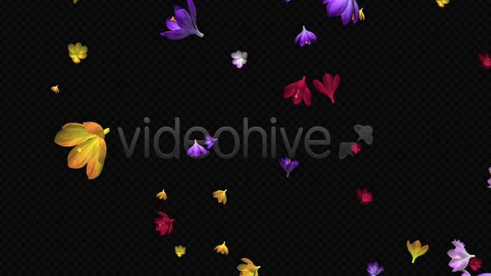 Rain of Flowers Multicolored Crocus Videohive 6606288 Motion Graphics Image 8