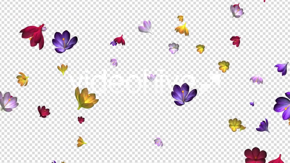 Rain of Flowers Multicolored Crocus Videohive 6606288 Motion Graphics Image 9