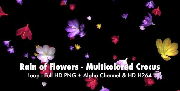 Rain of Flowers Multicolored Crocus - 6606288 Download Videohive