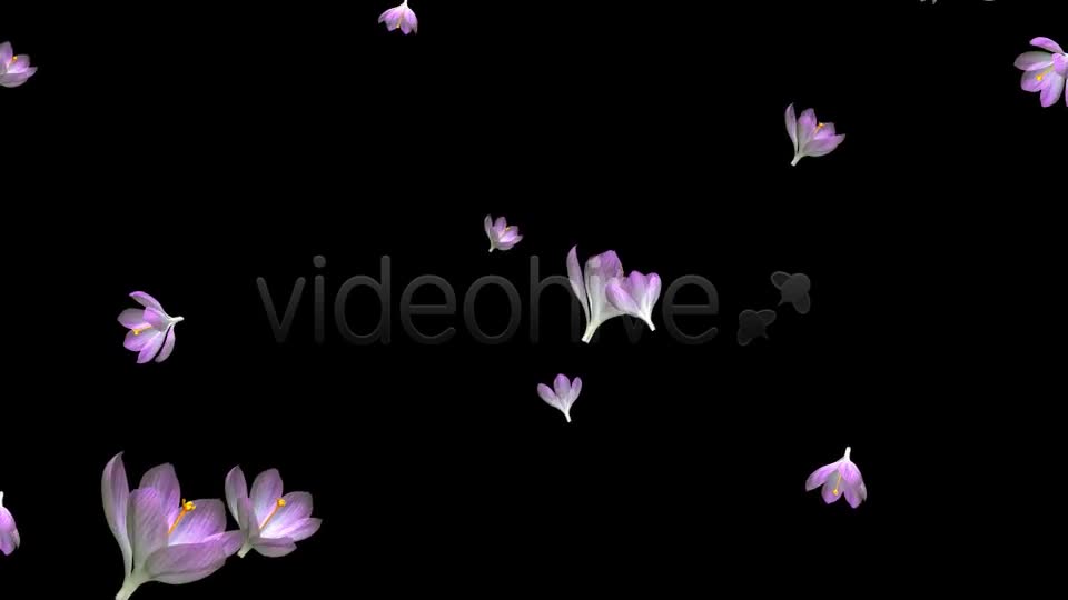 Rain of Flowers Pink Crocus Pack of 2 Videohive 6640866 Motion Graphics Image 1