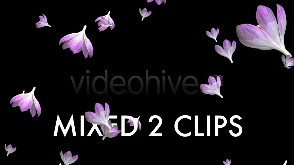 Rain of Flowers Pink Crocus Pack of 2 Videohive 6640866 Motion Graphics Image 10