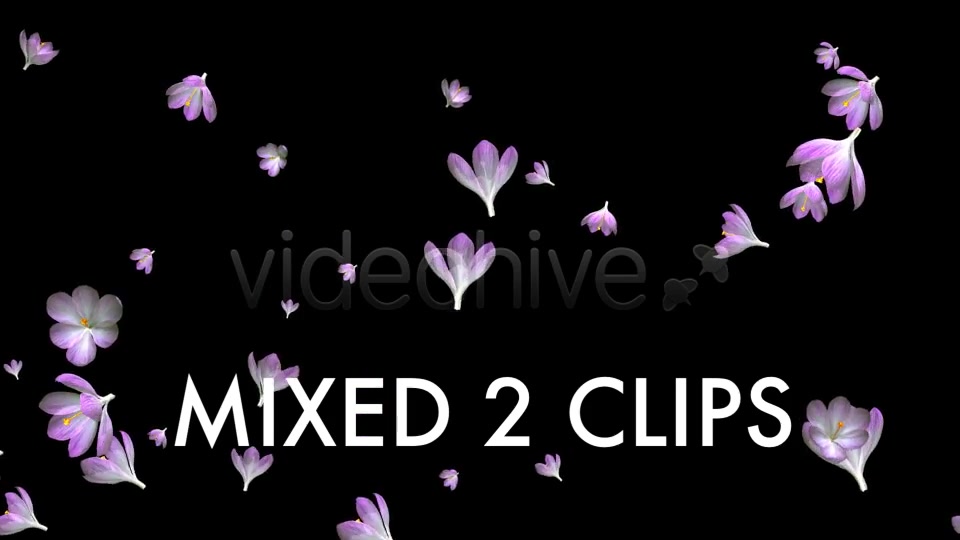 Rain of Flowers Pink Crocus Pack of 2 Videohive 6640866 Motion Graphics Image 11