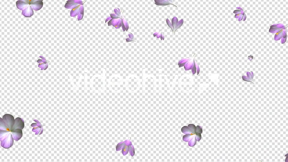 Rain of Flowers Pink Crocus Pack of 2 Videohive 6640866 Motion Graphics Image 12