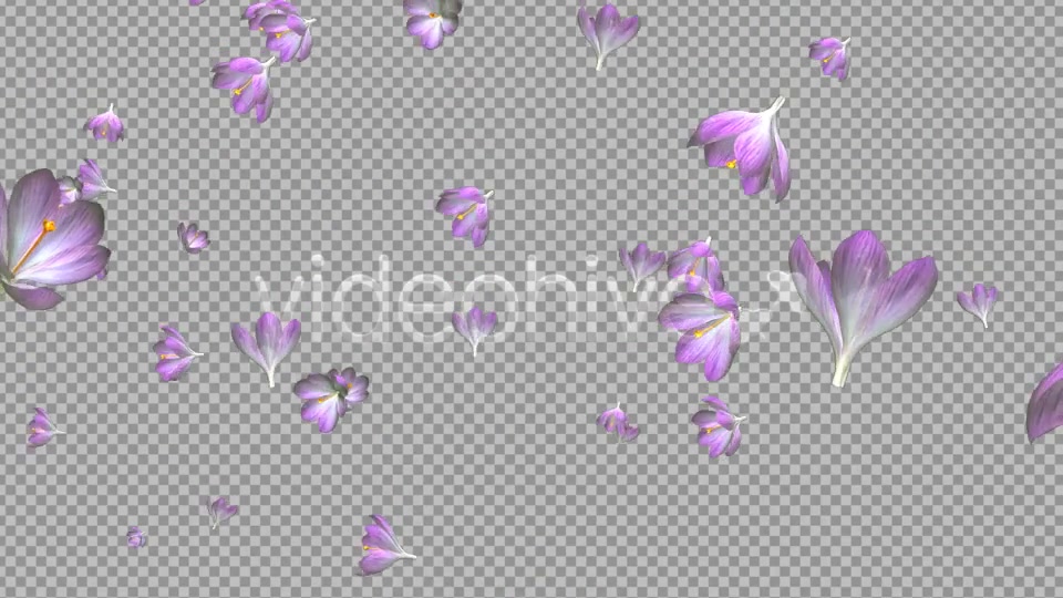 Rain of Flowers Pink Crocus Pack of 2 Videohive 6640866 Motion Graphics Image 13