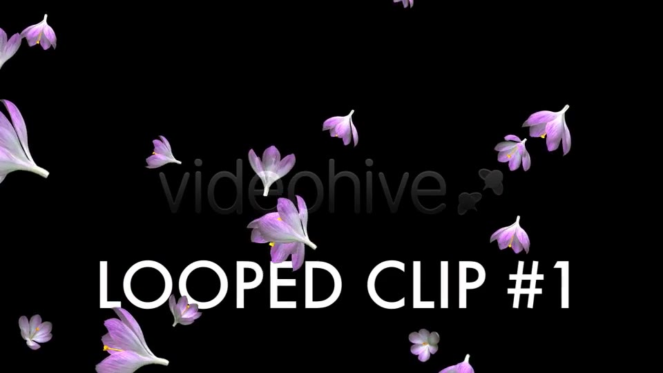 Rain of Flowers Pink Crocus Pack of 2 Videohive 6640866 Motion Graphics Image 2