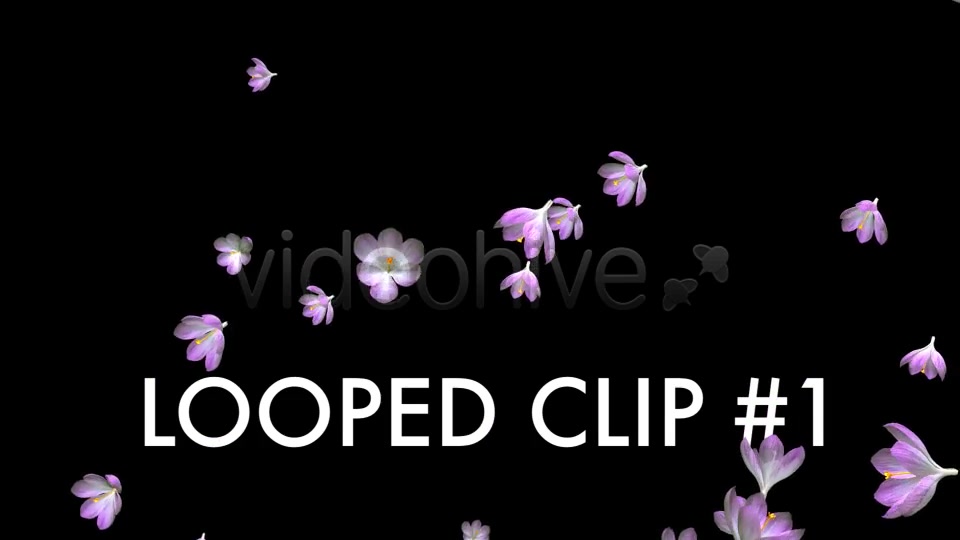 Rain of Flowers Pink Crocus Pack of 2 Videohive 6640866 Motion Graphics Image 3