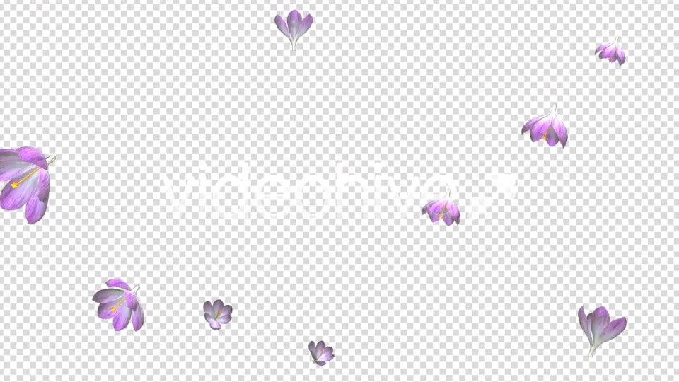 Rain of Flowers Pink Crocus Pack of 2 Videohive 6640866 Motion Graphics Image 4