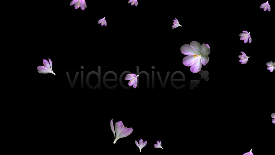 Rain of Flowers Pink Crocus Pack of 2 Videohive 6640866 Motion Graphics Image 5